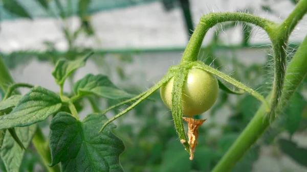 Kuru çiçekli küçük yeşil bir domates serada bir dalda asılı duruyor.