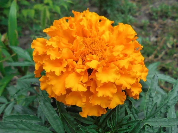 Büyük turuncu Tagetes erekte yeşil arka planda çiçek