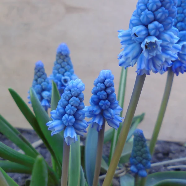 Inflorescências Azuis Muscari Concurso Cebolas Adição Florescendo Jardim Primavera — Fotografia de Stock