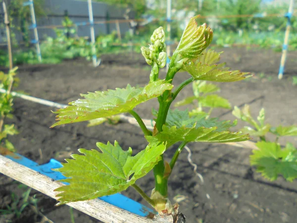 Young vine shoot with small green leaves and buds of inflorescences on a trellis in spring in the garden — Stock Image Young Vine Shoot Small Green Leaves Buds Inflorescences Trellis Spring Stock Picture