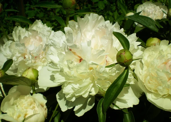 Beautiful Blooming White Pink Peonies Green Background Bokeh Green Gradient — Stock Photo, Image