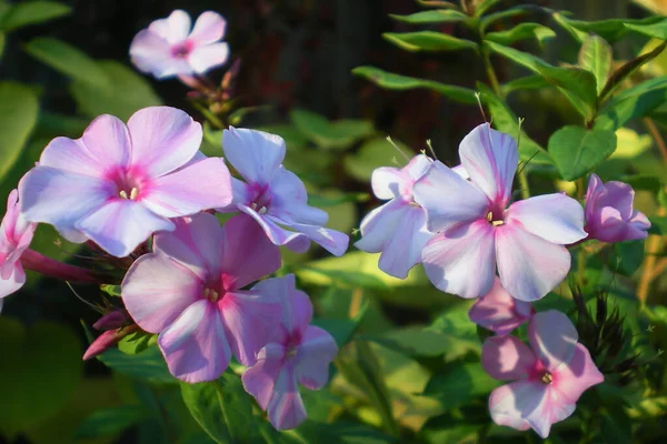 Bahçede güneş tarafından aydınlatılan feniks daimi çiçeklerinden güzel pembe leylak çiçekleri.