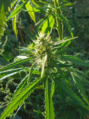 Kenevirin yeşil filizinin tepesi güneş ışınlarıyla aydınlanır.