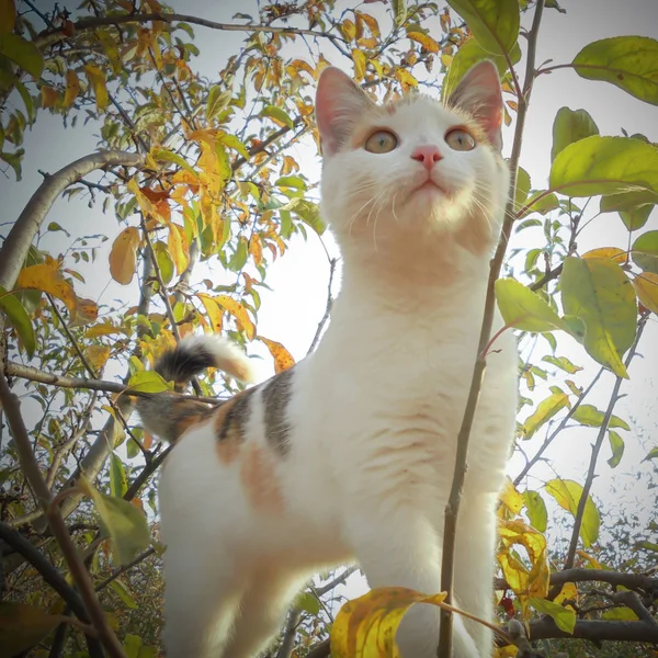 Small Cute White Cat Red Dark Spots Stands Tree Looks — Stock Photo, Image