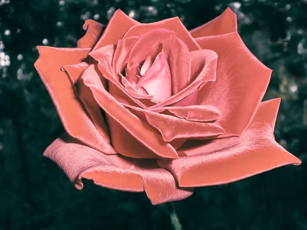 Retro Zdjęcie Pomocą Filtra Światła Jedna Czerwona Róża Herbaty Odcieniem — Zdjęcie stockowe
