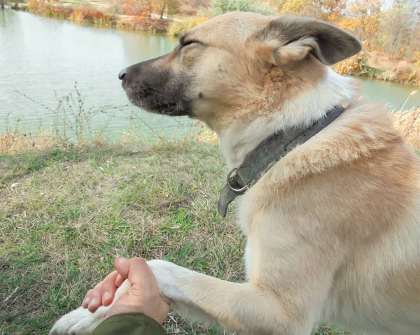 domestic dog of light brown color with squinted eyes and ears pressed gives the owner a paw on the background of the lake and dry grass