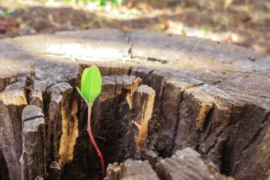 Kırmızı saplı ve küçük yeşil yapraklı genç bir bitki bahçedeki kuru bir kütükte büyüdü.