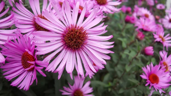 Pembe çiçeklerin bulanık arka planında taç yapraklarının üzerinde yağmur damlaları olan sonbahar yılbaşı yıldızlarının güzel pembe çiçekleri. Yumuşak odak