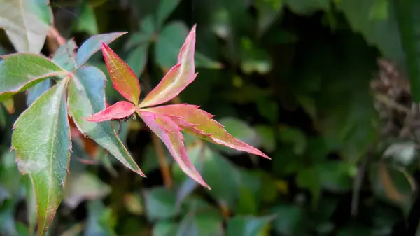 Natürlicher Unscharfer Grüner Hintergrund Der Blätter Der Fünfblättrigen Weintraube Eines — Stockfoto