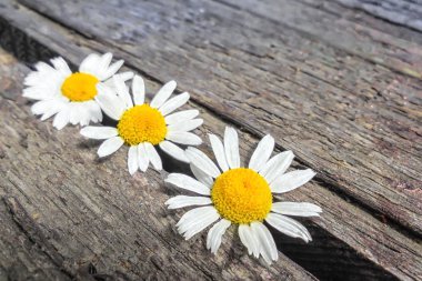 Tahta bir yüzeyde üç beyaz papatya çiçeği yatar. ön planda yumuşak seçici odak