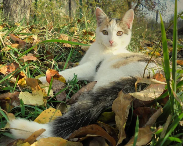 정원의 과마른 잎에는 귀여운 삼엽충짧은 고양이가 — 스톡 사진