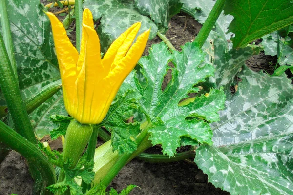 yellow flower on a small green zucchini growing in the garden