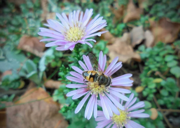 Abelha Listrada Senta Cima Uma Flor Lilás Outono Perene Aster — Fotografia de Stock