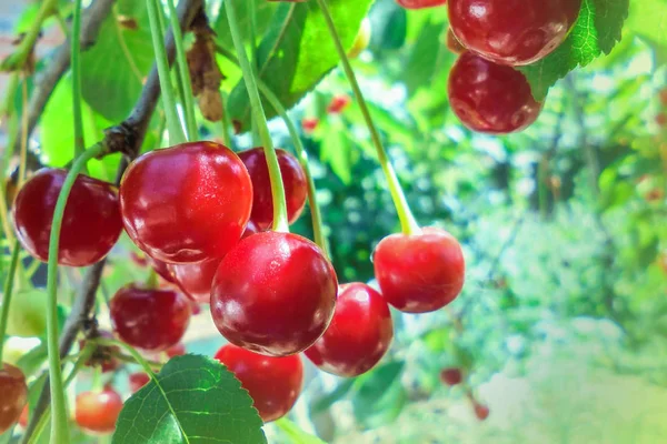 Reife Saftige Rote Süßkirschen Hängen Einem Zweig Mit Grünen Blättern — Stockfoto