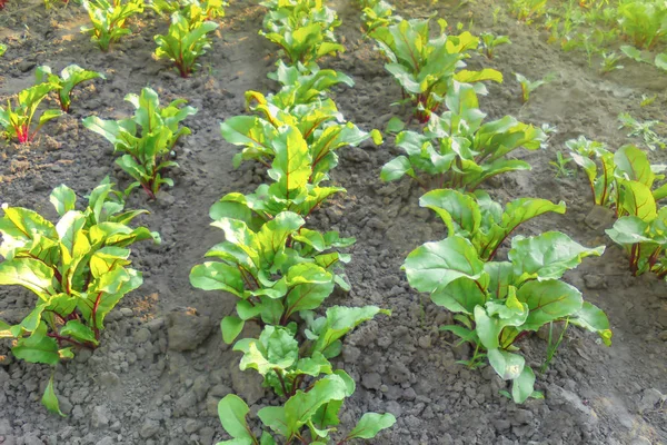 Giovani Piante Barbabietola Rossa Che Crescono Letto Giardino — Foto Stock