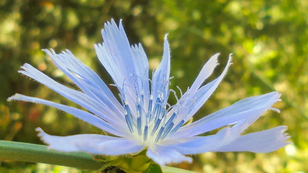 beautiful blue chicory field flower with stamens and pestle in the meadow