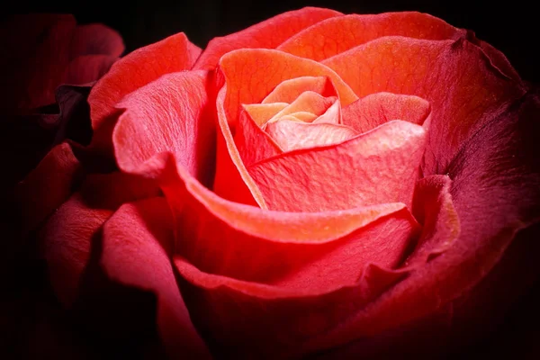 Красивый Цветок Красного Чая Розы Сияющими Лепестками Черном Фоне Селективный — стоковое фото