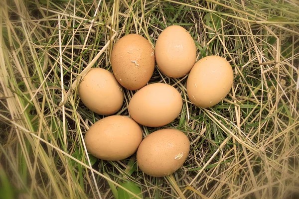 Siedem Brązowych Jaj Leży Suchej Trawie Widok Góry — Zdjęcie stockowe
