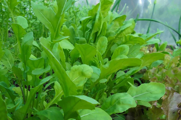 Hojas Jugosas Verdes Ensalada Rúcula Que Crece Invernadero Enfoque Selectivo — Foto de Stock