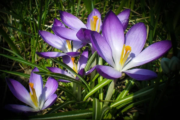 Belas Flores Croco Lilás Roxo Florescendo Jardim Primavera — Fotografia de Stock