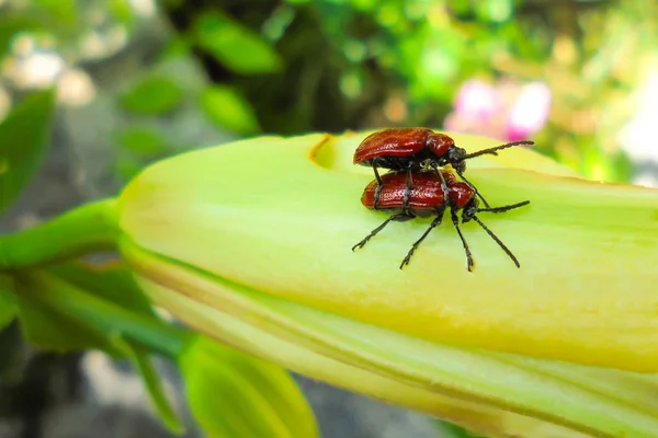 Lilioceris lilii Scopoli. two red lilac beetles, one sitting on top of the other