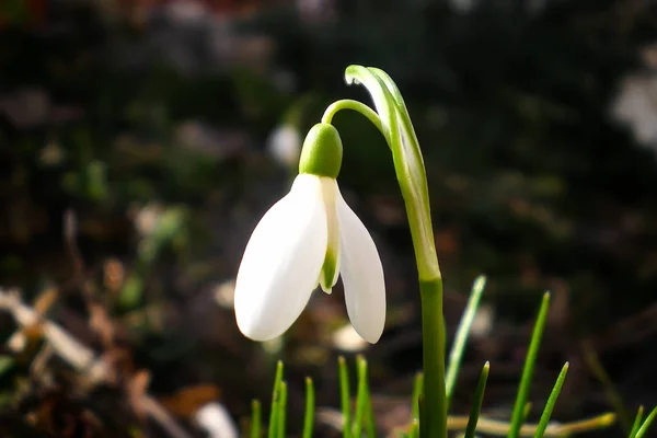 Única Flor Uma Gota Neve Branca Florescendo Início Primavera Jardim — Fotografia de Stock