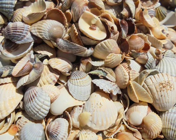 Conchiglie Secche Metà Bianche Marroni Con Strisce Scure Sulla Spiaggia — Foto Stock