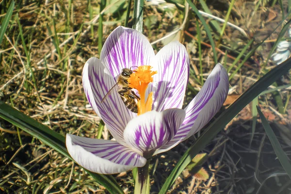 a large lilac crocus flower with purple stripes and a bee is sitting in the middle of the flower. spring in the garden