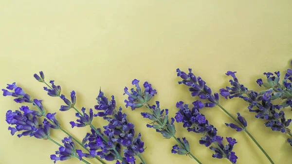 Inflorescencias Púrpuras Fragantes Lavanda Fresca Sobre Fondo Amarillo Claro Encuentran —  Fotos de Stock