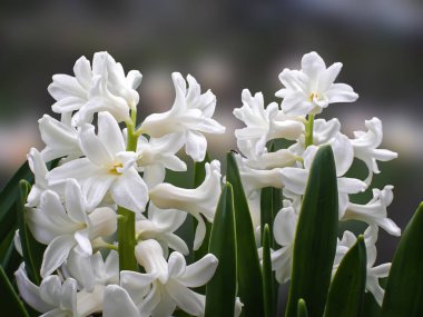 güzel beyaz sümbüller bahçede bulanık bir arka planda