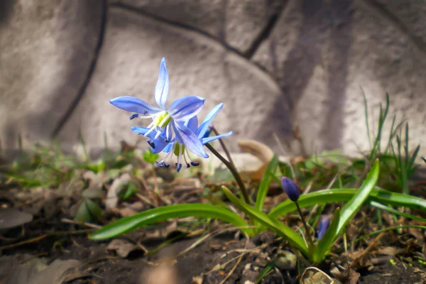 Scylla Azul Início Primavera Flores Jardim Fundo Embaçado — Fotografia de Stock