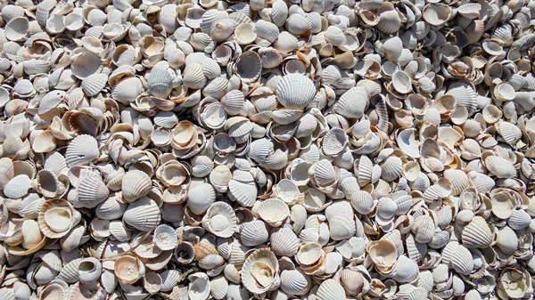 Many Small Dry Light Striped Sea Shells Banner — Stock Photo, Image