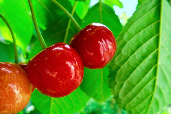 Trzy Czerwone Dojrzałe Słodkie Wiśnie Wiszą Gałęzi Rozmytym Tle Zielonych — Zdjęcie stockowe