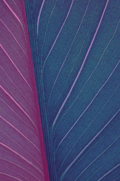 Damarları olan pembe-mor kalla yaprağı. Taze doğal altyapı. dikey kare