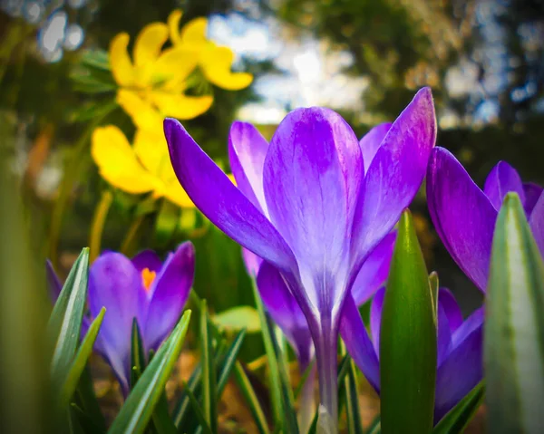 Bela Flor Croco Roxo Brilhante Jardim Primavera Foco Seletivo Fundo — Fotografia de Stock