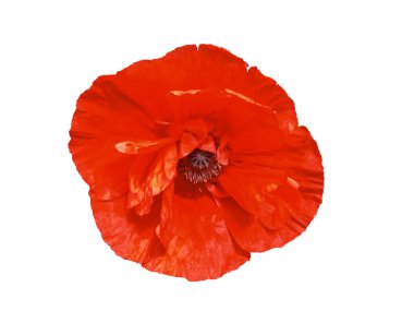 Beyaz bir arka planda güzel, kırmızı, büyük bir çiçek olan Terry Poppy. Yukarıdan görünüm