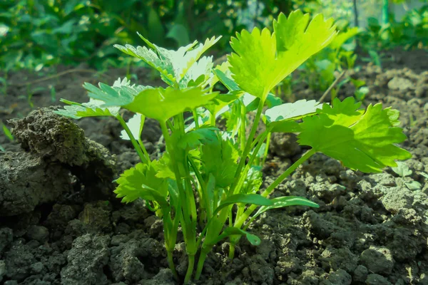 Young Green Succulent Coriander Plant Garden — Stock Photo, Image