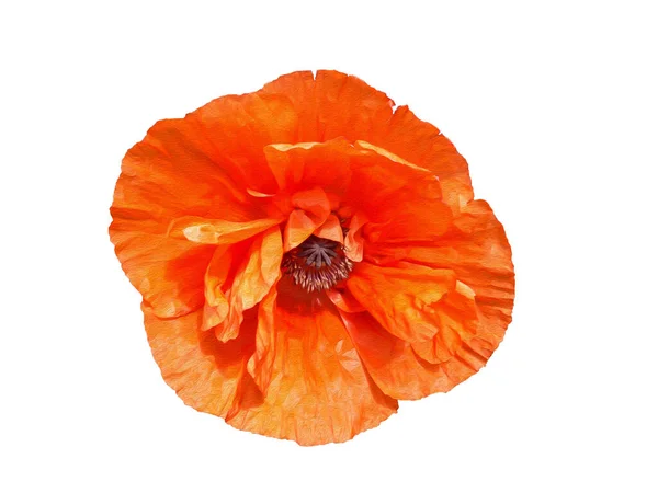 Beautiful Large Flower Orange Poppy White Background Imitation Oil Painting — Stock Photo, Image