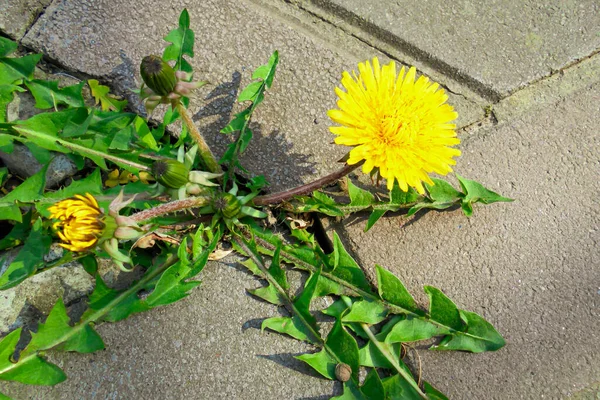 Kaldırımda yetişen parlak sarı karahindiba çiçeği.