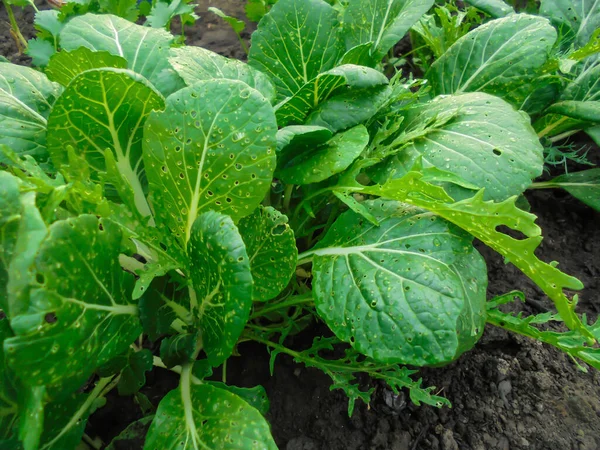 Juicy Green Leaves Salad Mustard Which Grows Ground Greenhouse — Stock Photo, Image