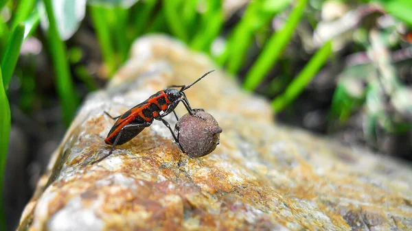 red beetle soldier. The beetle Pyrrhocoris apterus sits on a stone with raised forepaws that are held by linden seeds. Focus in the center.