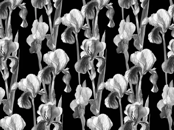 Sömlöst mönster av iris blommor målade i akvarell svart och vitt — Stockfoto