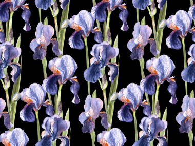 Siyah bir arka planda suluboya ile boyanmış, kusursuz süsen çiçekleri deseni.