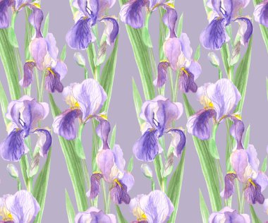 Suluboya ile mor çiçeklerle boyanmış kusursuz süsen çiçekleri.