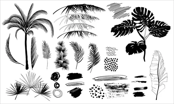 Conjunto Siluetas Blanco Negro Hojas Palmeras Tropicales — Archivo Imágenes Vectoriales