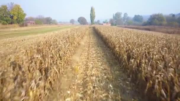 Aerial View Yellow Cornfield — Stock Video