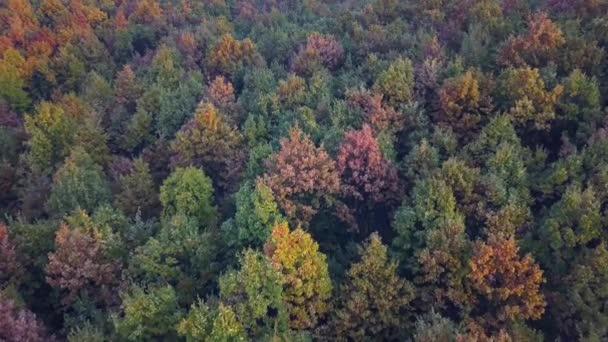 Воздушная Съемка Красивого Золотистого Зеленого Леса Осенью Закате Стоковый Видеоролик