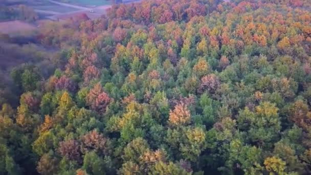 Vue aérienne de la belle forêt dorée et verte à l'automne au coucher du soleil 