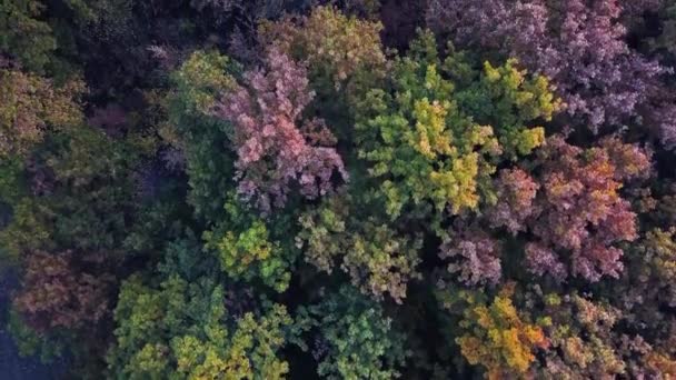 Vue Aérienne Belle Forêt Dorée Verte Automne Coucher Soleil — Video