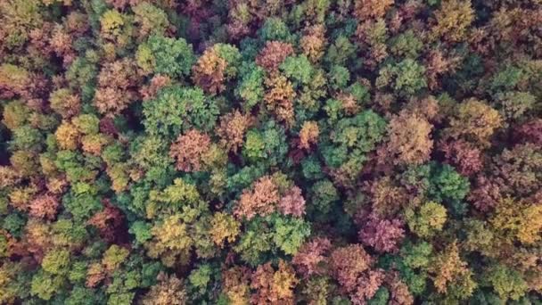 Воздушная Съемка Красивого Золотистого Зеленого Леса Осенью Закате Стоковое Видео